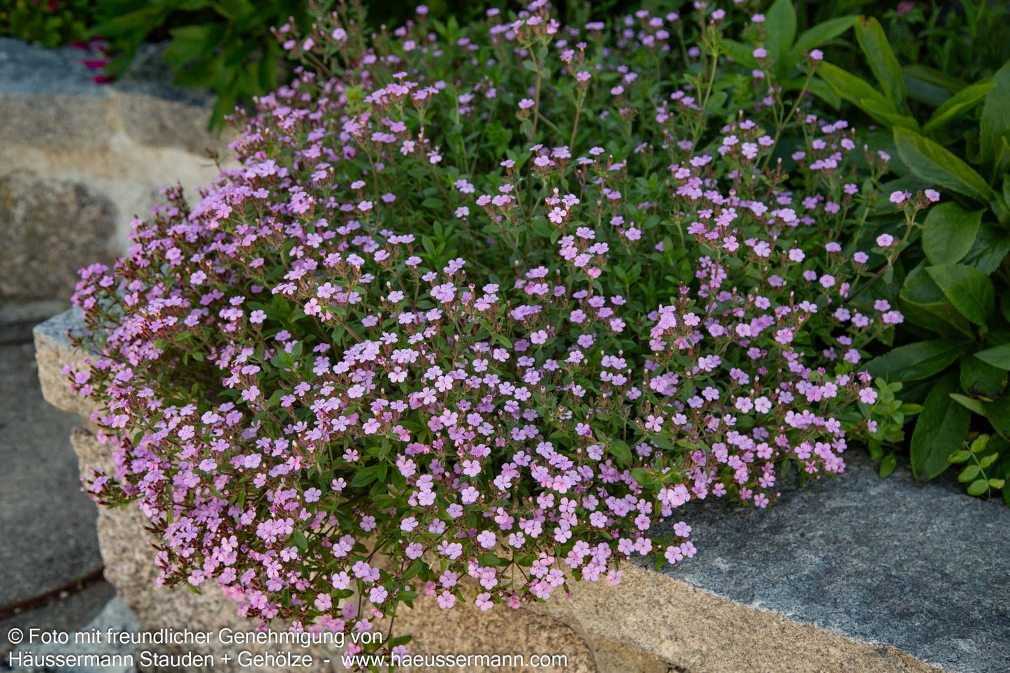 Kissen-Seifenkraut (Saponaria ocymoides)
