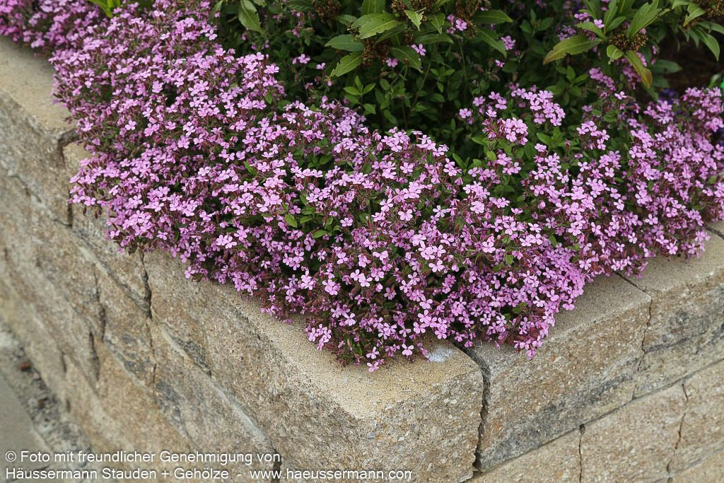 Kissen-Seifenkraut (Saponaria ocymoides)
