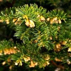 Kisseneibe 'Nidiformis' (Taxus media)