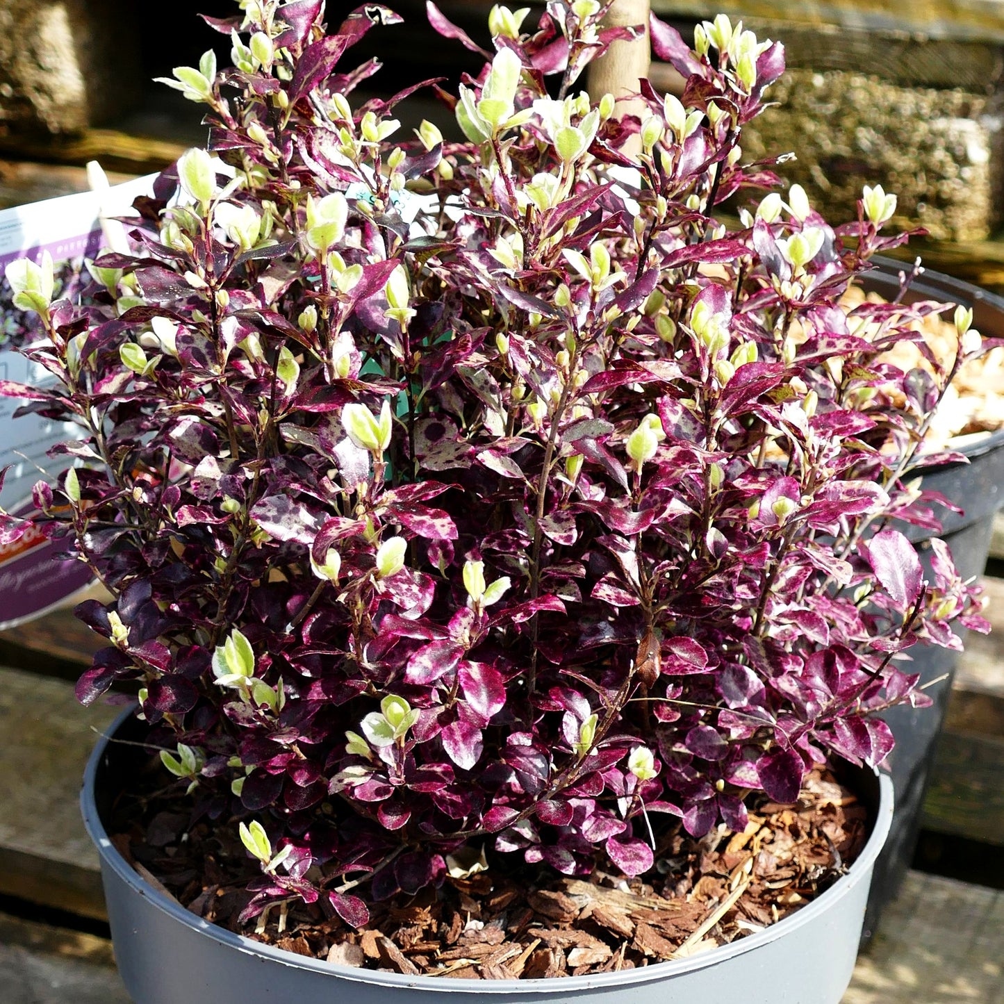 Klebsame 'Bannow Bay' (Pittosporum tenuifolium)