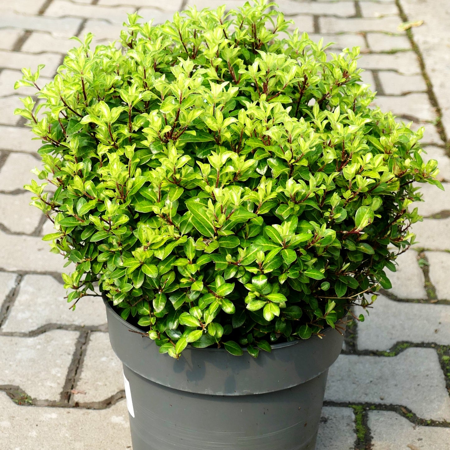 Klebsame 'Golden Ball' (Pittosporum tenuifolium)