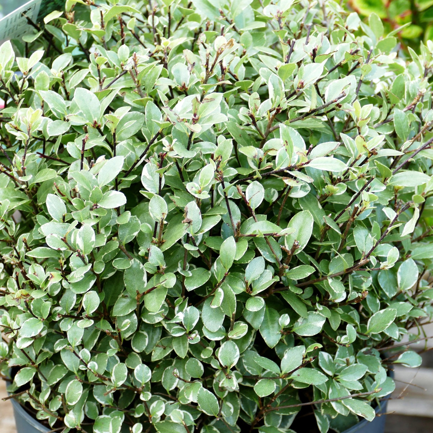 Klebsame 'Silver Ball' (Pittosporum tenuifolium)