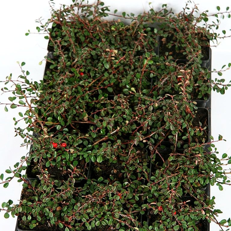 Kleinblättrige Kriechmispel 'Streibs Findling' (Cotoneaster procumbens)
