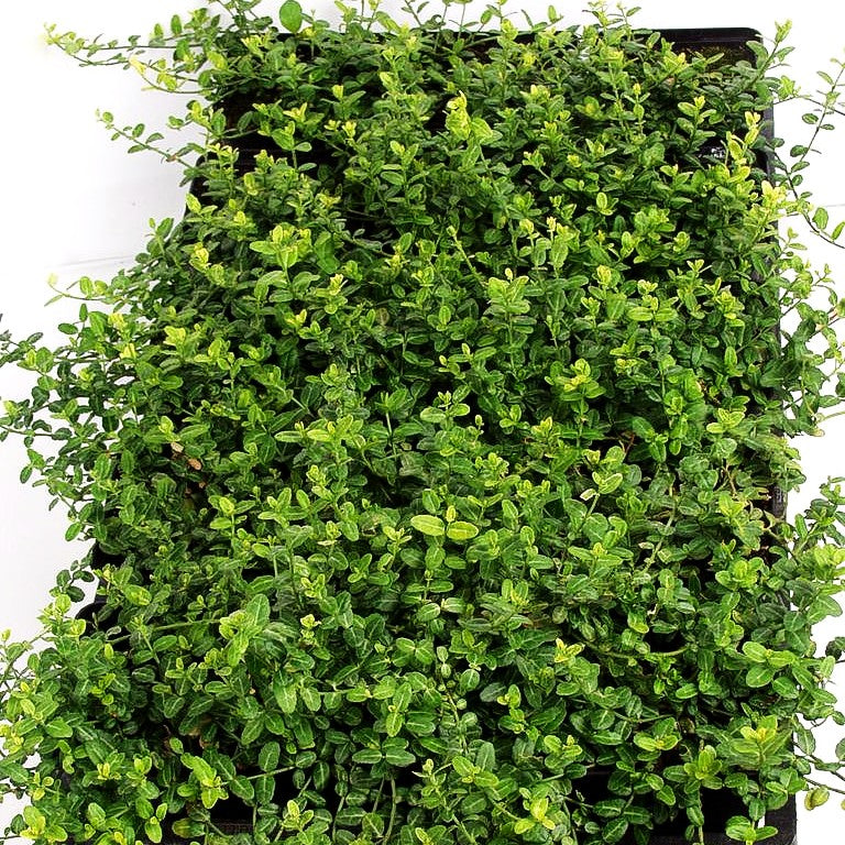 Kleinblättrige Teppichspindel 'Minimus' (Euonymus fortunei)