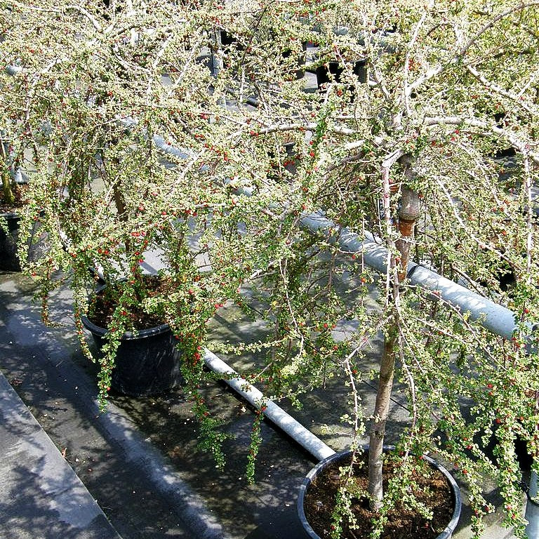 Kleinblättrige Zwergmispel 'Cochleatus' (Cotoneaster micro.)