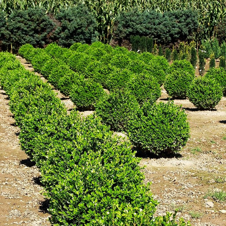 Kleinblättriger Buchsbaum 'Faulkner' (Buxus microphylla)