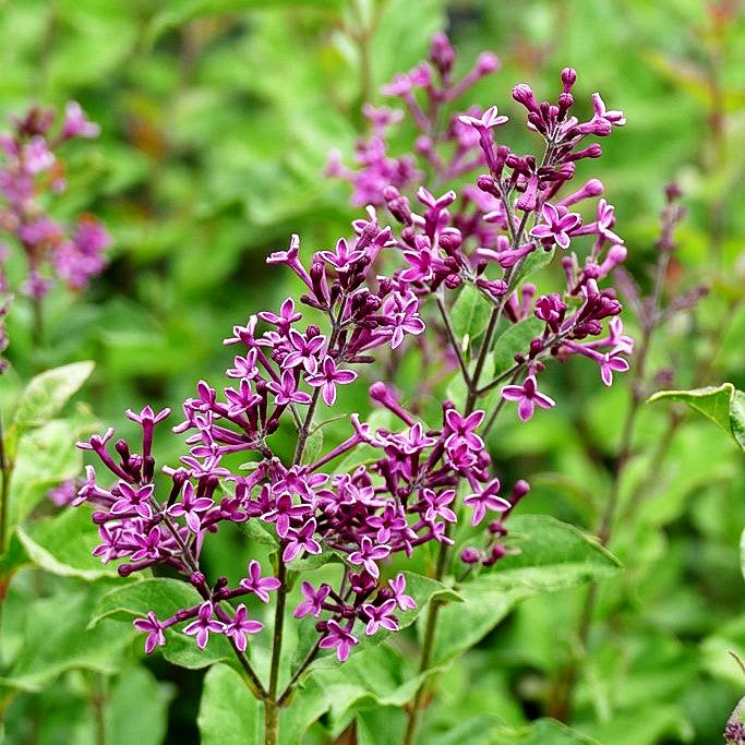 Kleinblättriger Duft-Flieder 'Dark Purple' (Syringa x cult. Bloomerang)