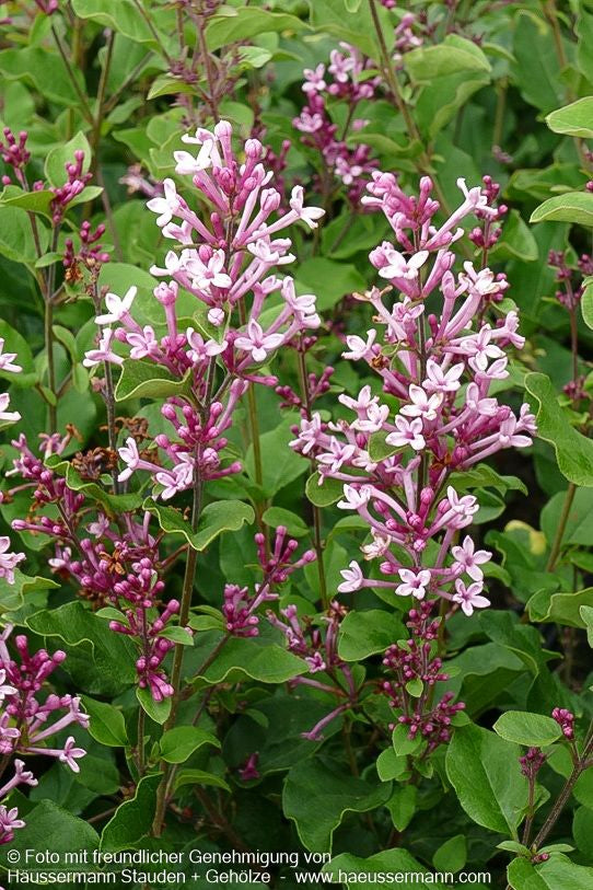 Kleinblättriger Duft-Flieder 'Pink Perfume' (Syringa x cult. Bloomerang)