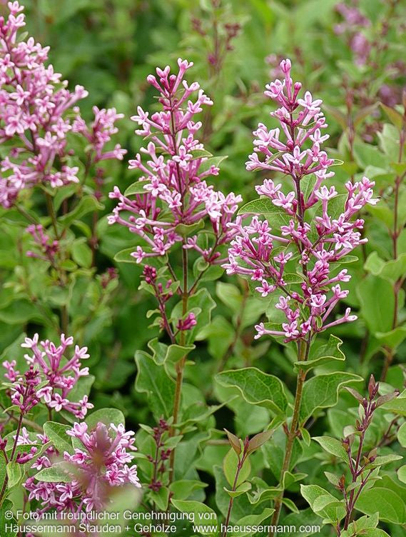 Kleinblättriger Duft-Flieder 'Pink Perfume' (Syringa x cult. Bloomerang)