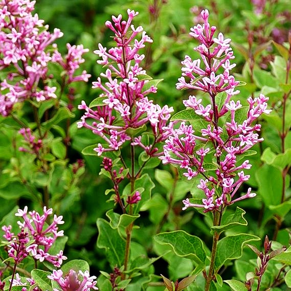 Kleinblättriger Duft-Flieder 'Pink Perfume' (Syringa x cult. Bloomerang)