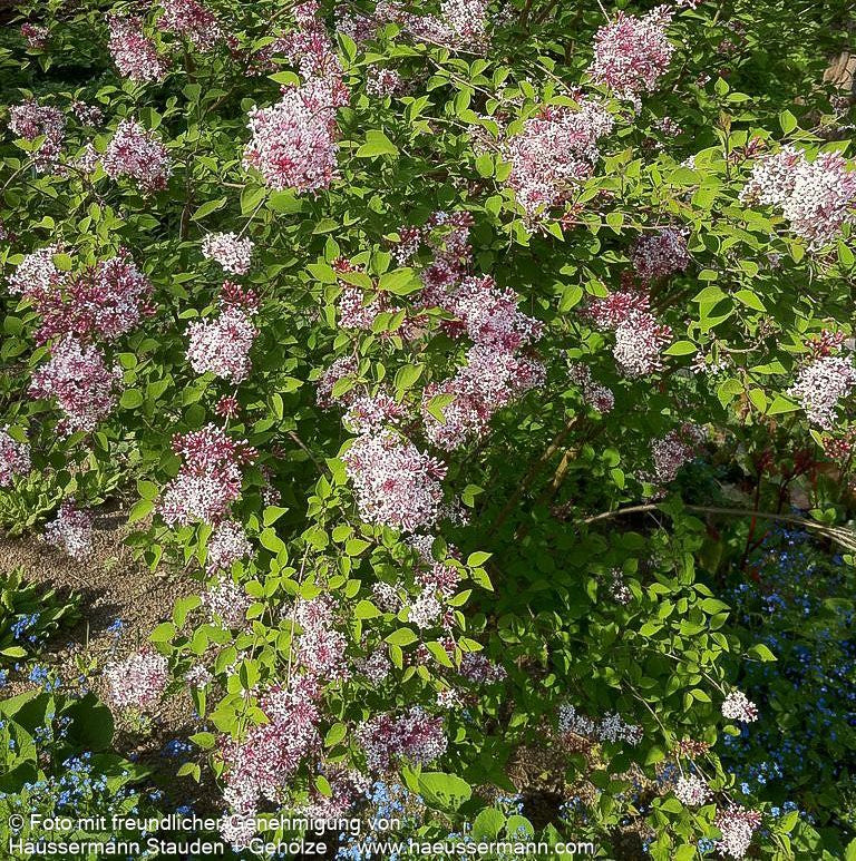 Kleinblättriger Herbst-Flieder 'Superba' (Syringa microphylla)