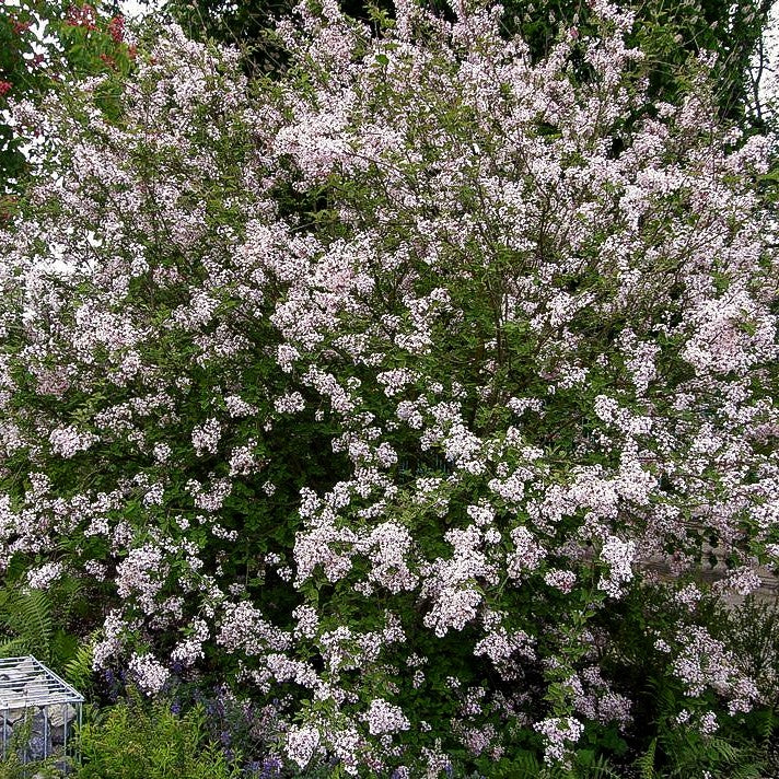 Kleinblättriger Herbst-Flieder 'Superba' (Syringa microphylla)