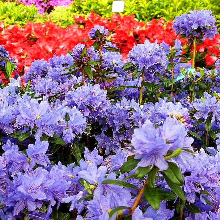 Kleinblättriger Rhododendron 'Blue Tit Magor' (Rhododendron impeditum)