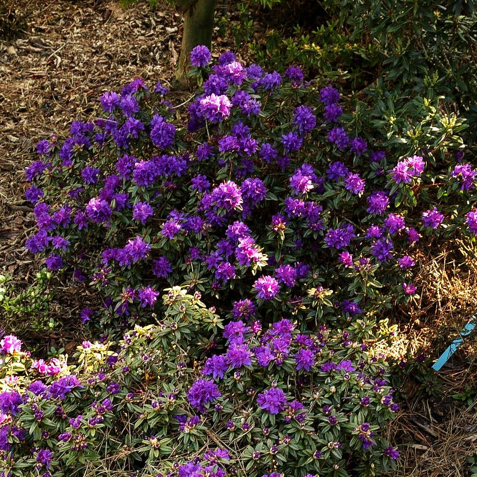 Kleinblättriger Rhododendron 'Maggie' (Rhododendron impeditum)