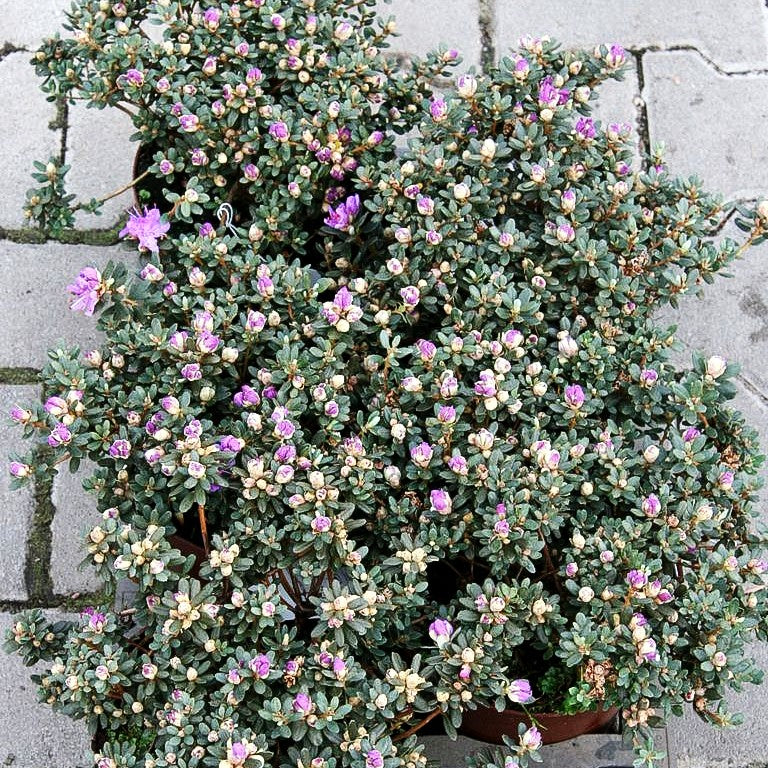 Kleinblättriger Rhododendron (Rhododendron impeditum)