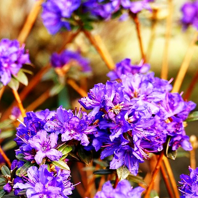 Kleinblättriger Rhododendron 'Saint Merryn' (Rhododendron impeditum)