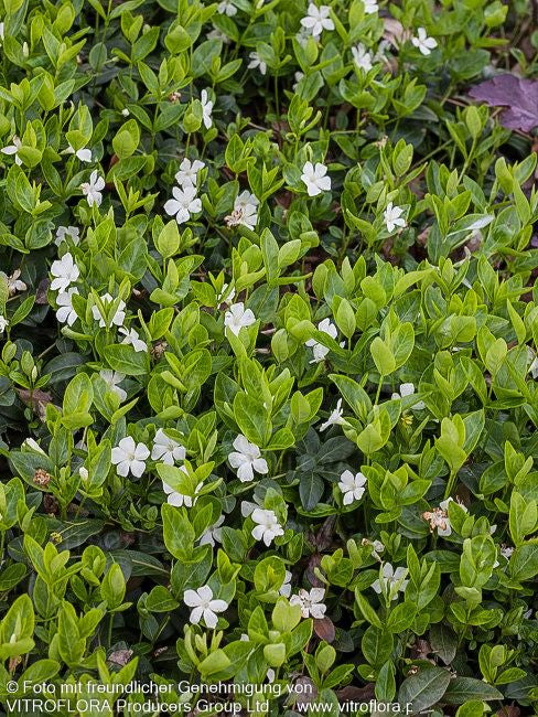 Kleinblättriges Immergrün 'Alba' (Vinca minor)