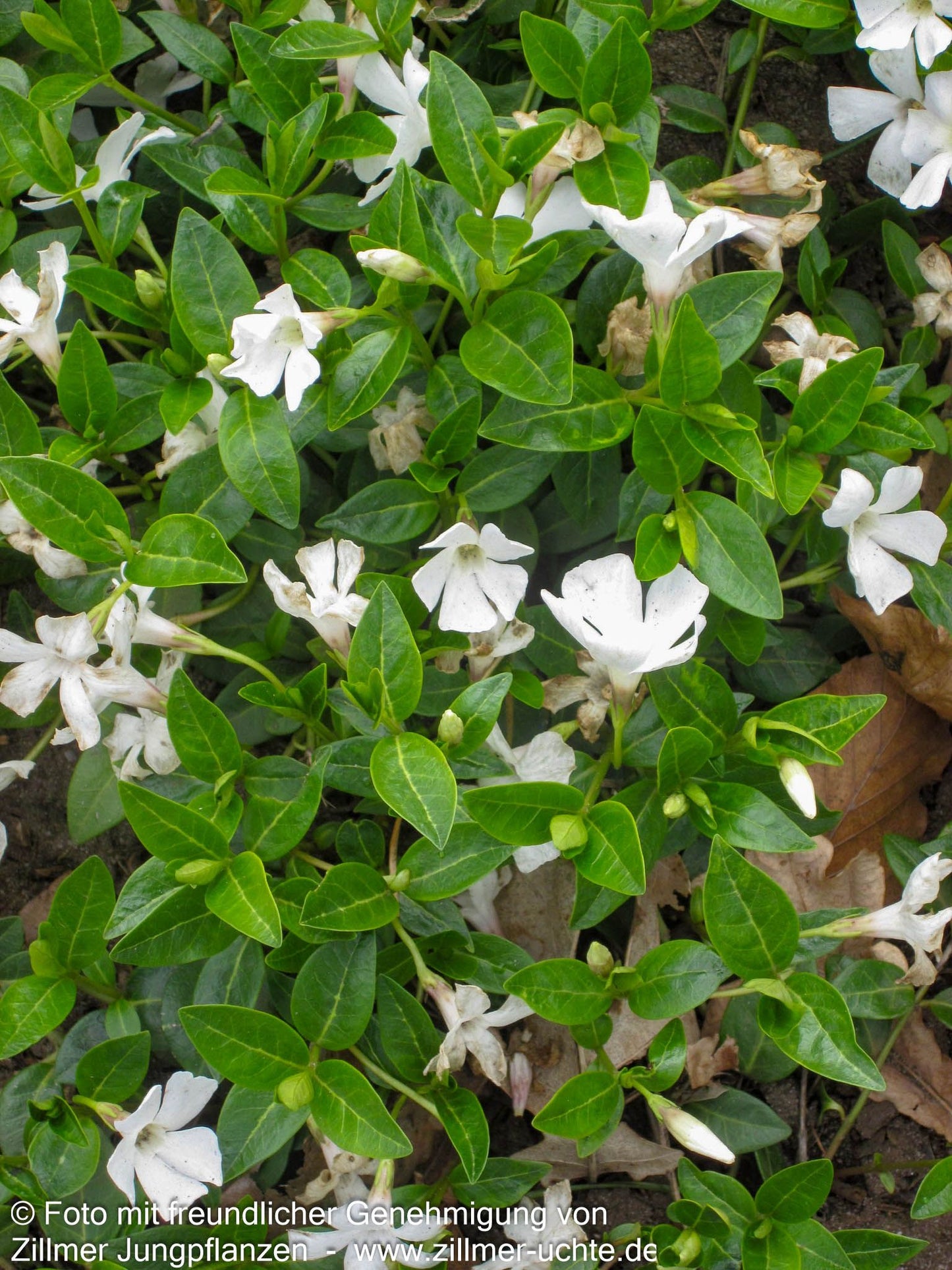 Kleinblättriges Immergrün 'Alba' (Vinca minor)