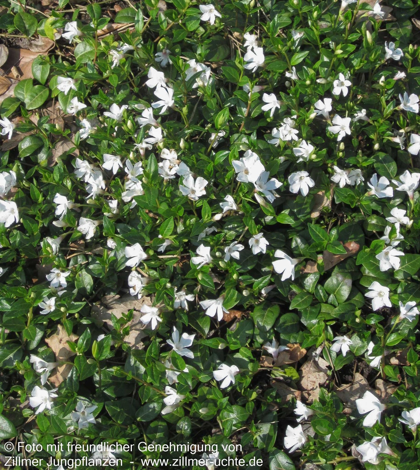 Kleinblättriges Immergrün 'Alba' (Vinca minor)