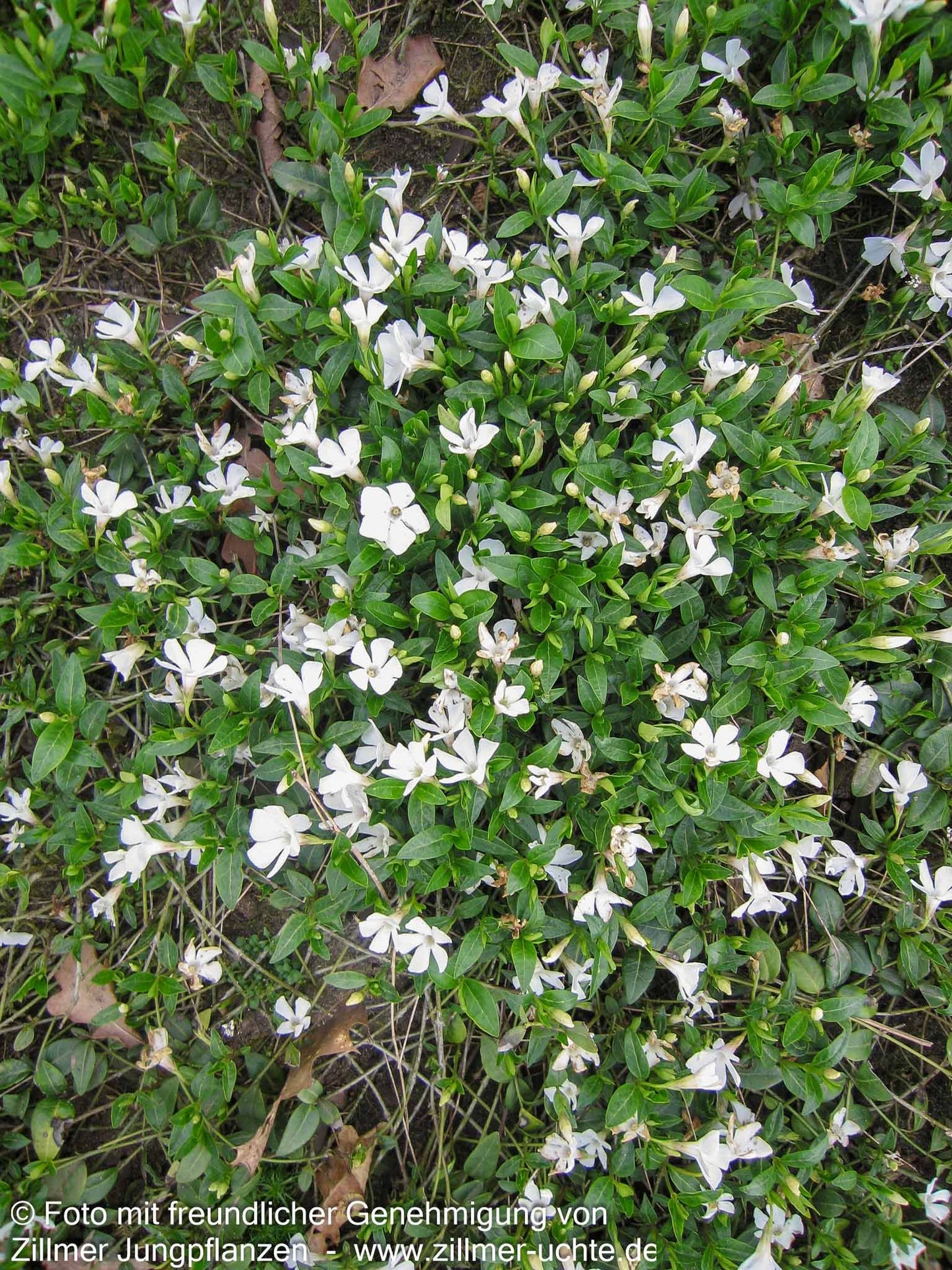 Kleinblättriges Immergrün 'Alba' (Vinca minor)