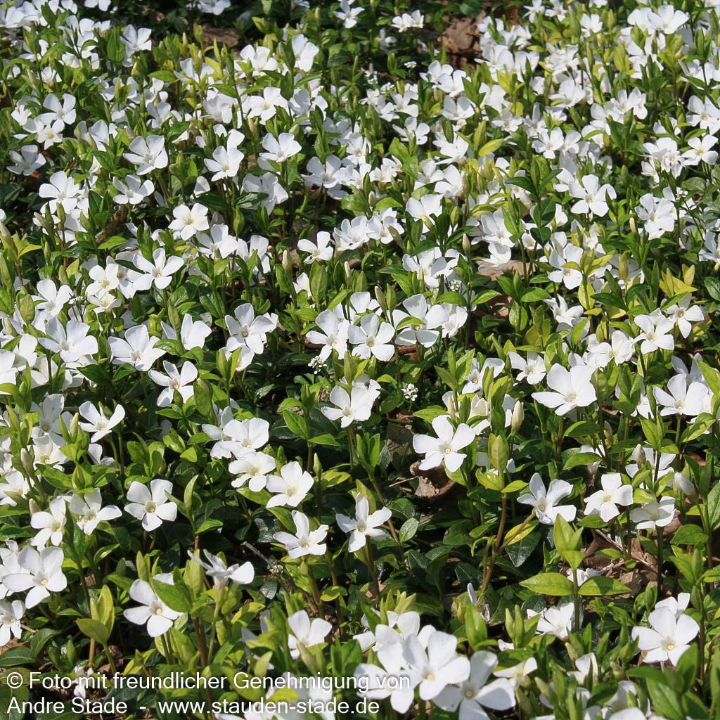 Kleinblättriges Immergrün 'Alba' (Vinca minor)