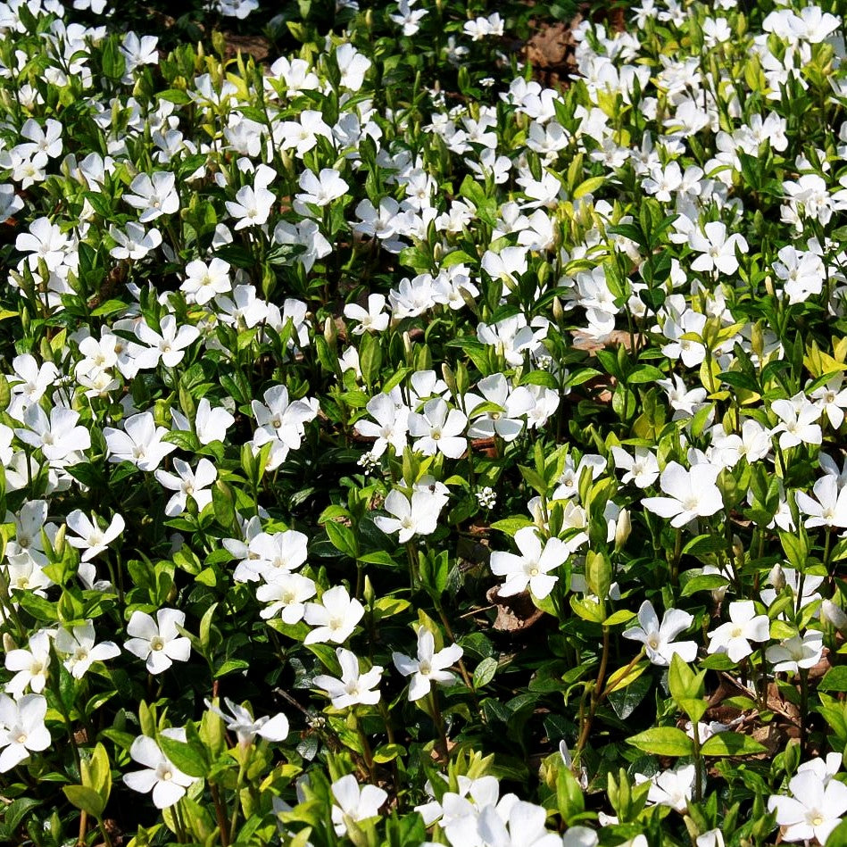 Kleinblättriges Immergrün 'Alba' (Vinca minor)
