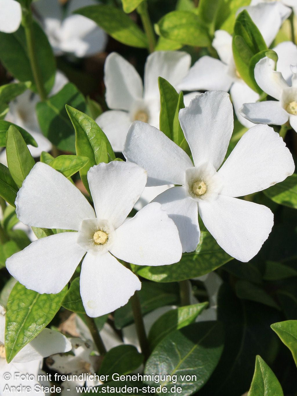 Kleinblättriges Immergrün 'Alba' (Vinca minor)