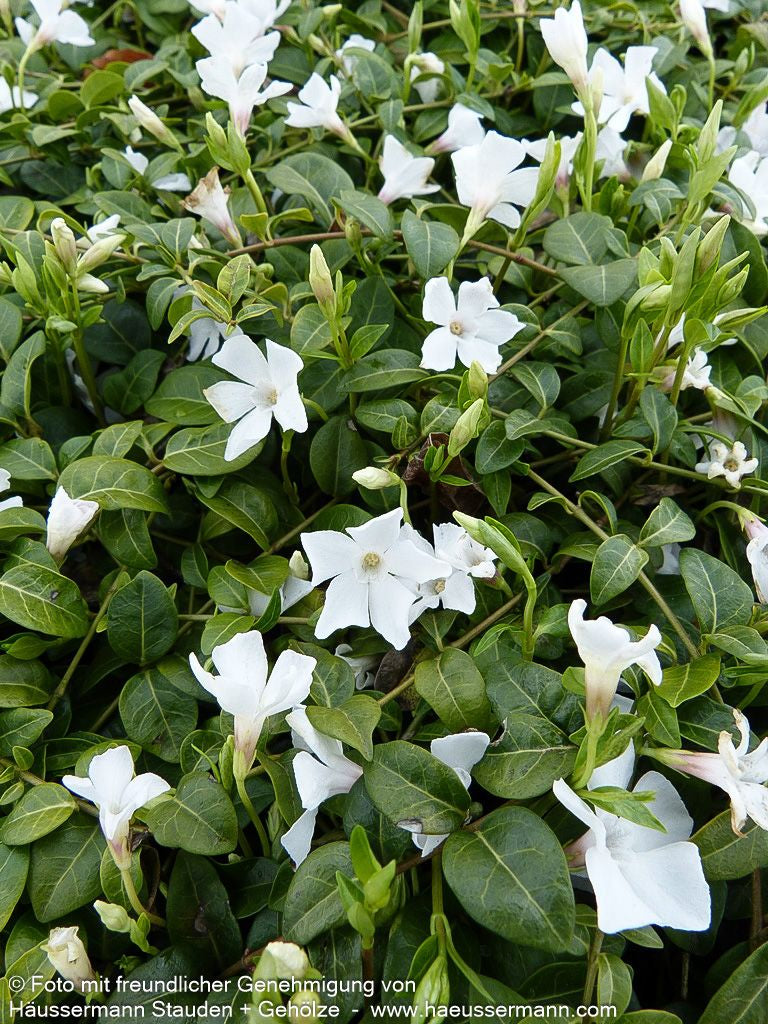 Kleinblättriges Immergrün 'Alba' (Vinca minor)