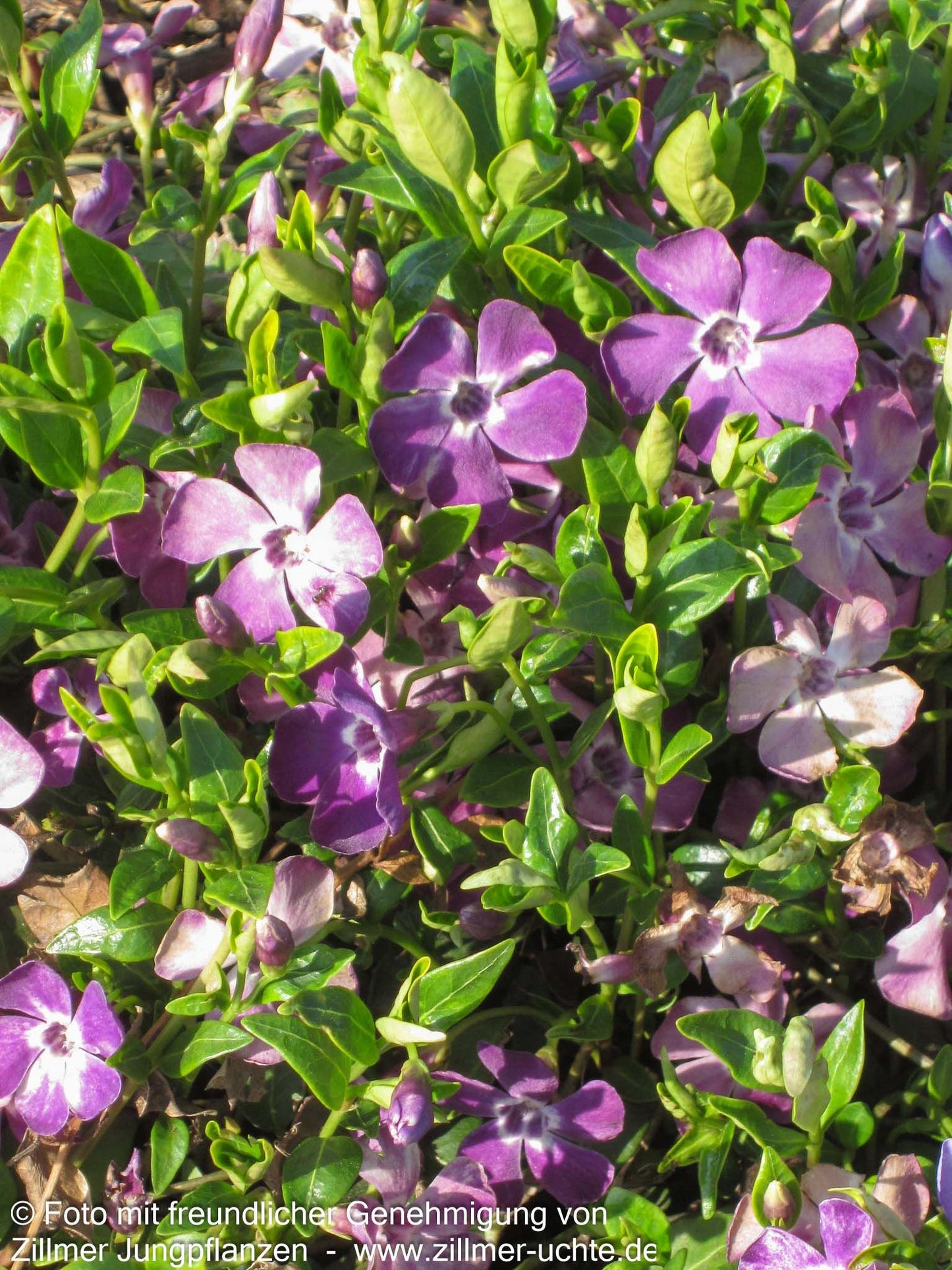 Kleinblättriges Immergrün 'Atropurpurea' (Vinca minor)