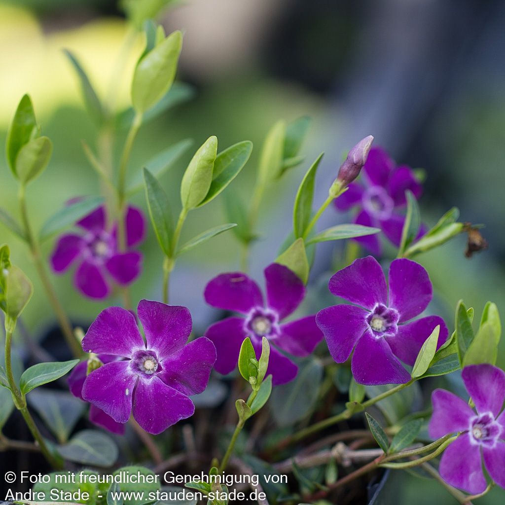 Kleinblättriges Immergrün 'Atropurpurea' (Vinca minor)