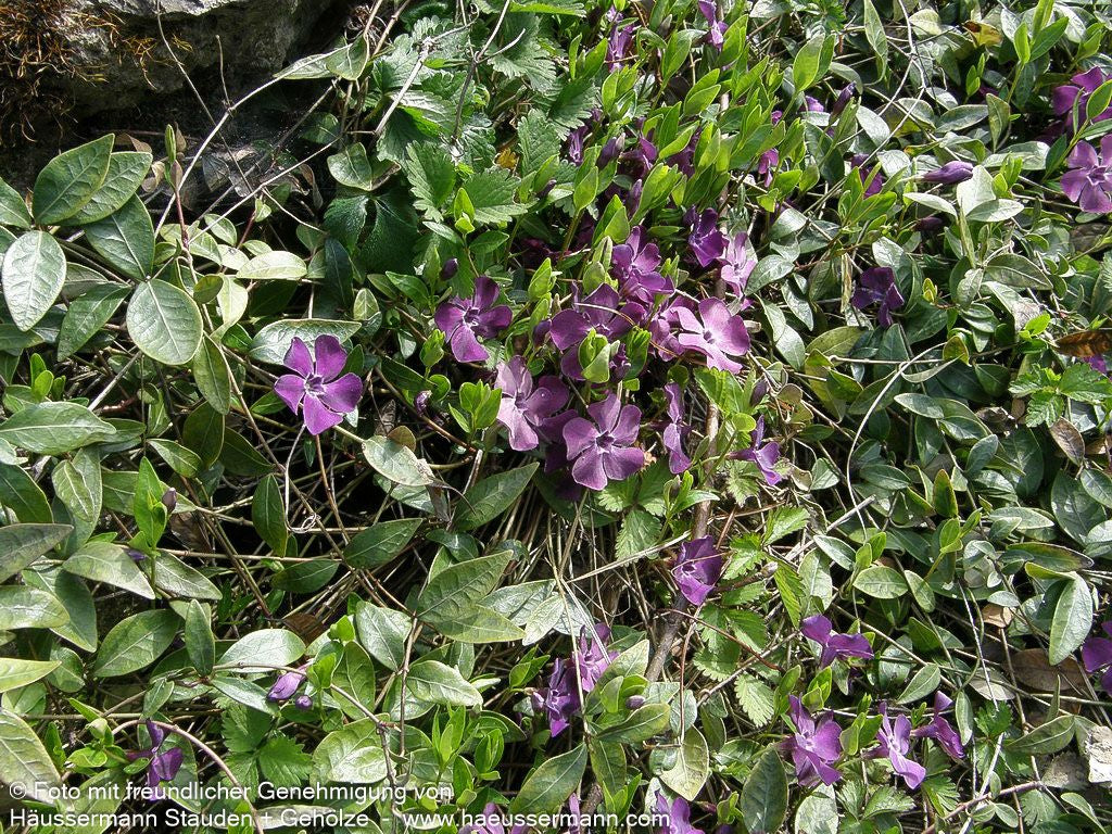 Kleinblättriges Immergrün 'Atropurpurea' (Vinca minor)