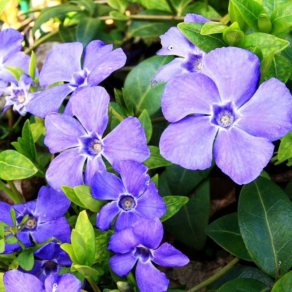 Kleinblättriges Immergrün 'Bowles' (Vinca minor)