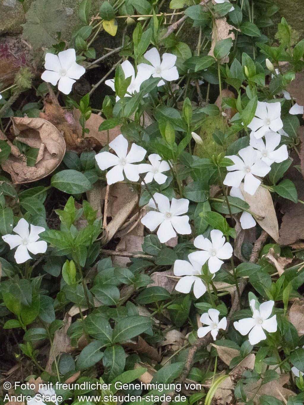 Kleinblättriges Immergrün 'Elisa' (Vinca minor)