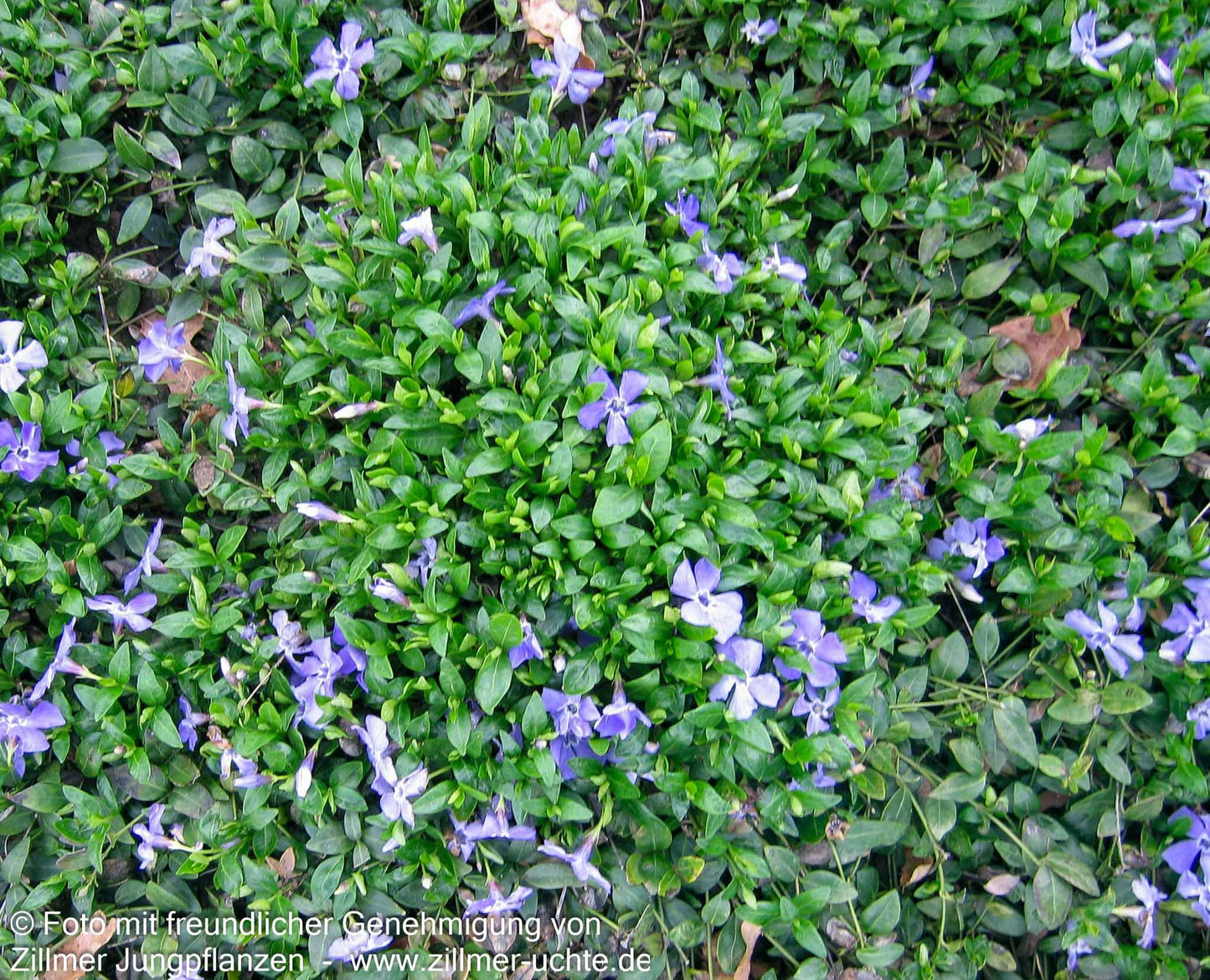 Kleinblättriges Immergrün 'Marie' (Vinca minor)
