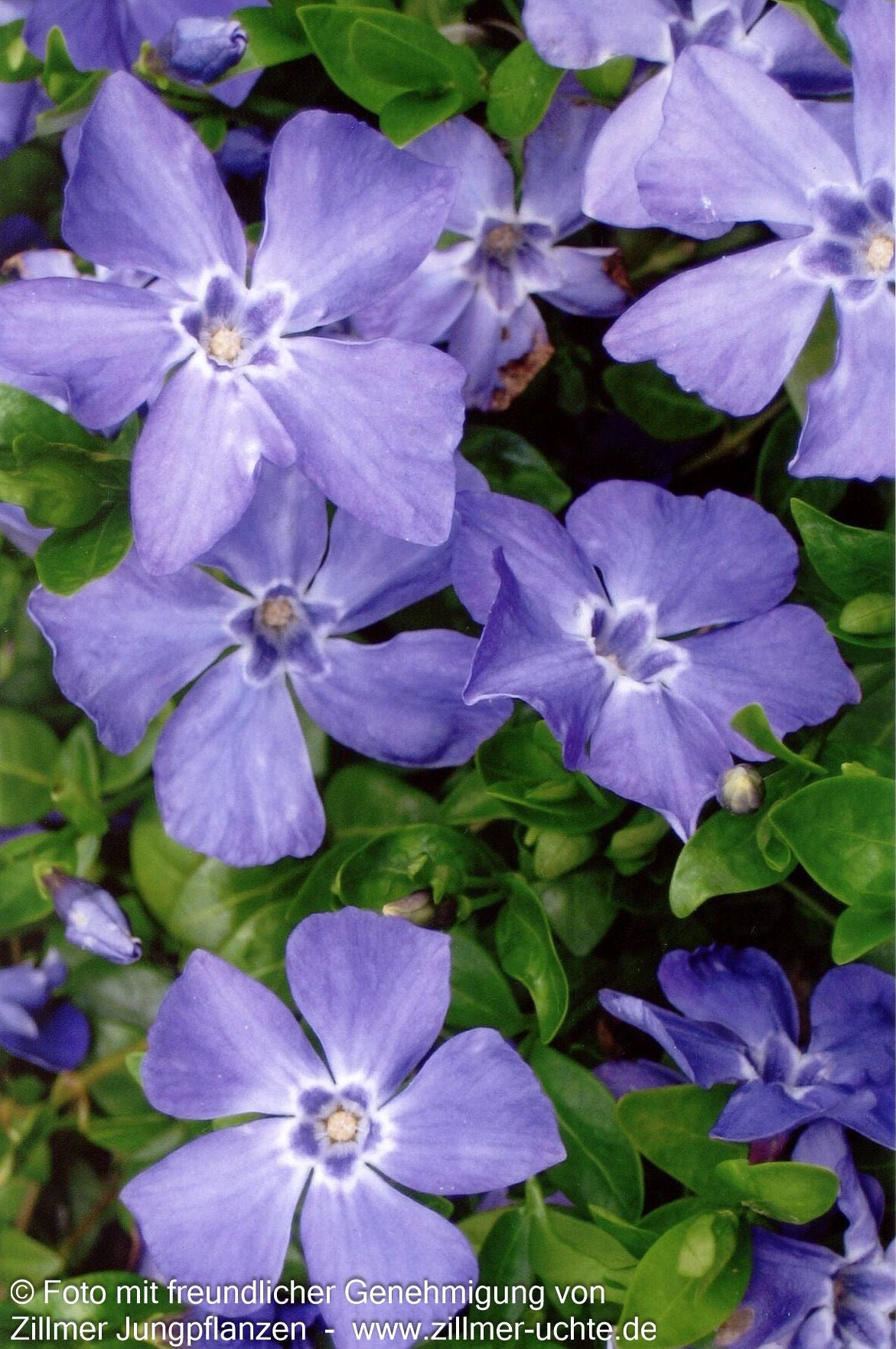 Kleinblättriges Immergrün 'Marie' (Vinca minor)