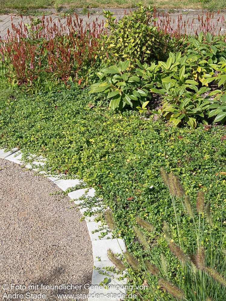 Kleinblättriges Immergrün 'Marie' (Vinca minor)