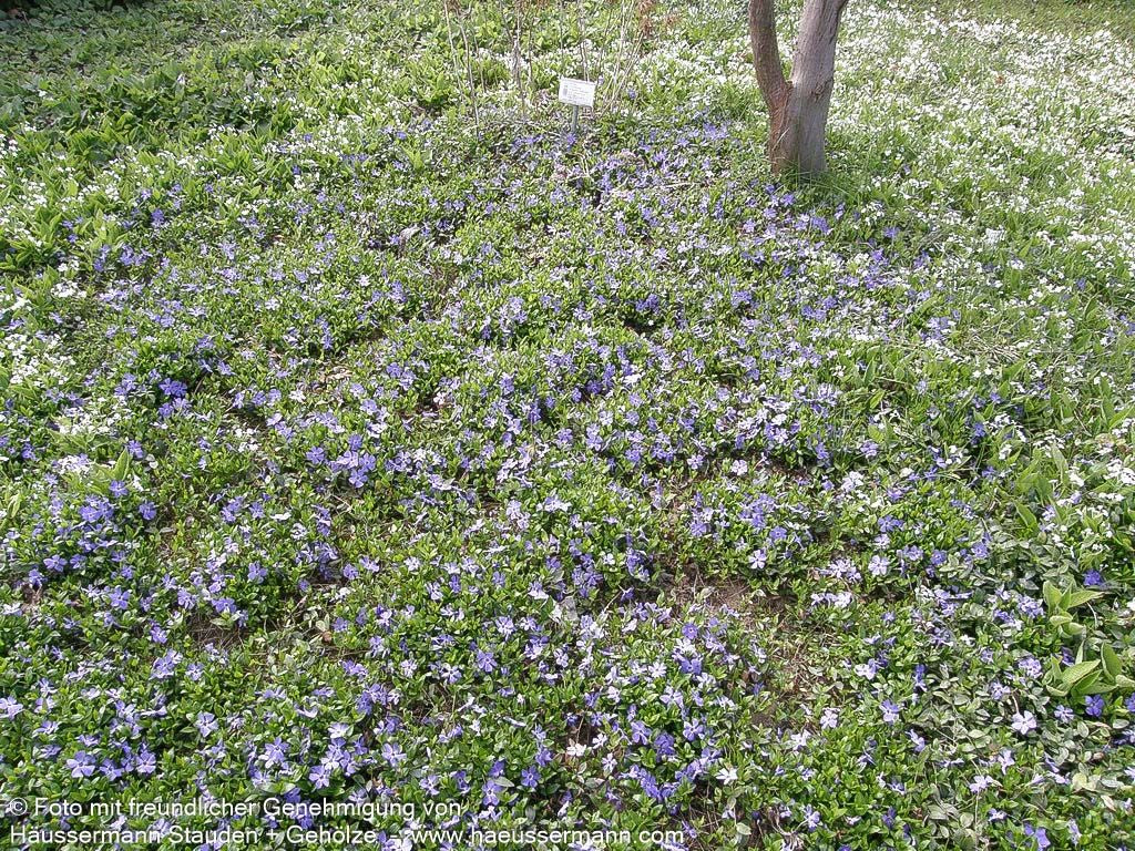 Kleinblättriges Immergrün 'Marie' (Vinca minor)