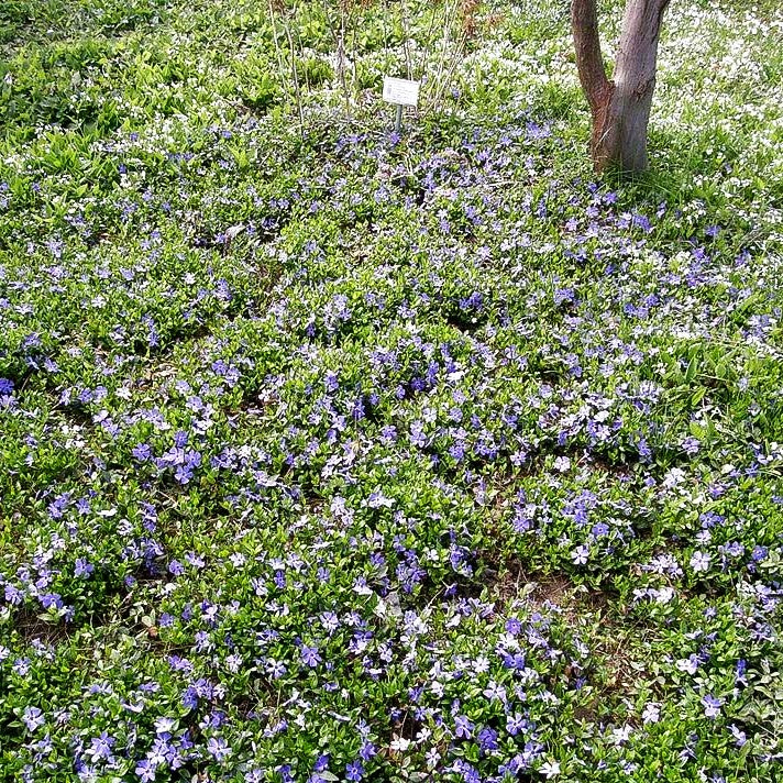 Kleinblättriges Immergrün 'Marie' (Vinca minor)