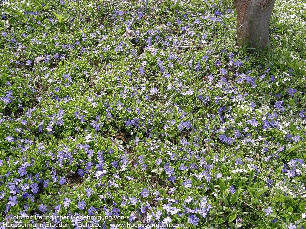 Kleinblättriges Immergrün 'Marie' (Vinca minor)