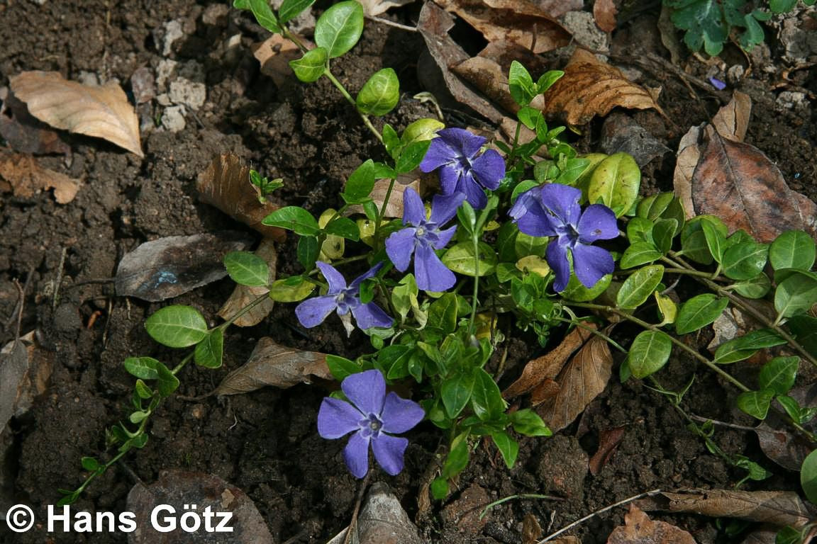 Kleinblättriges Immergrün 'Marie' (Vinca minor)