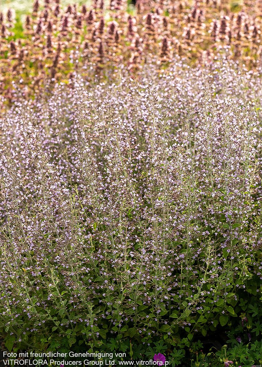 Kleinblütige Bergminze 'Blue Cloud' (Calamintha nepeta)