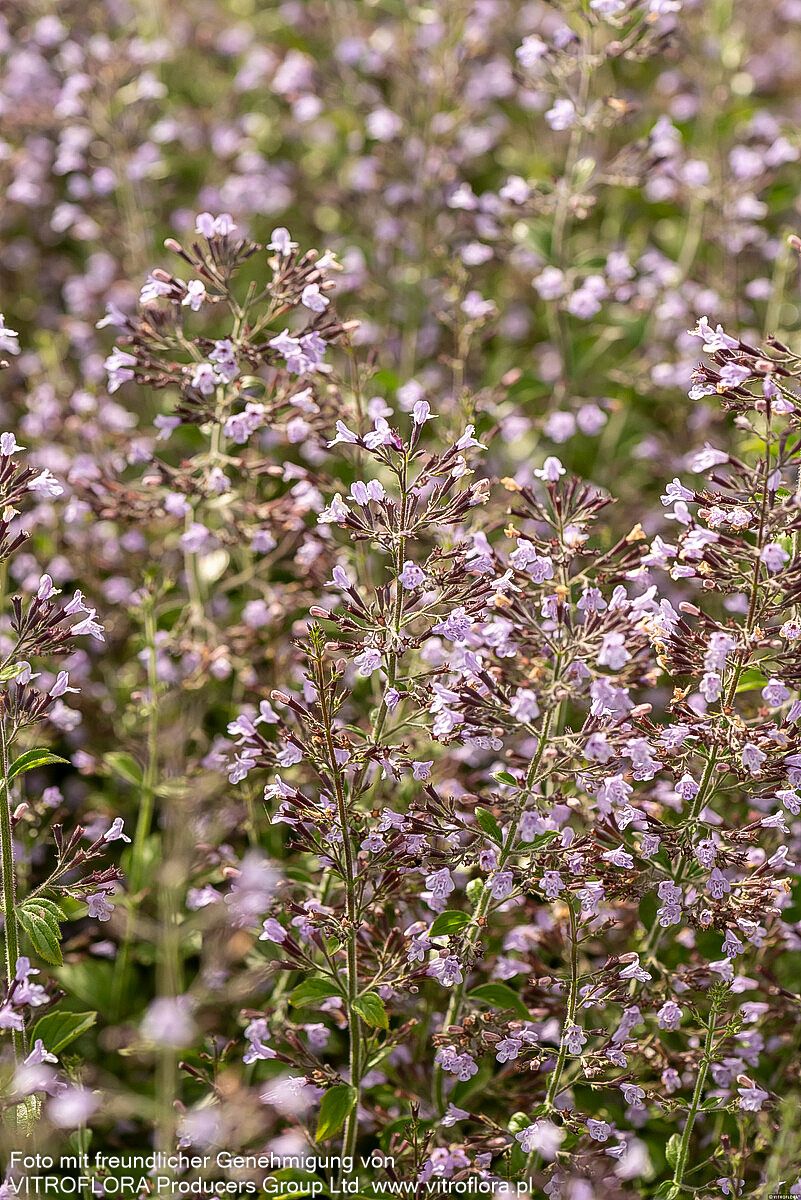 Kleinblütige Bergminze 'Blue Cloud' (Calamintha nepeta)