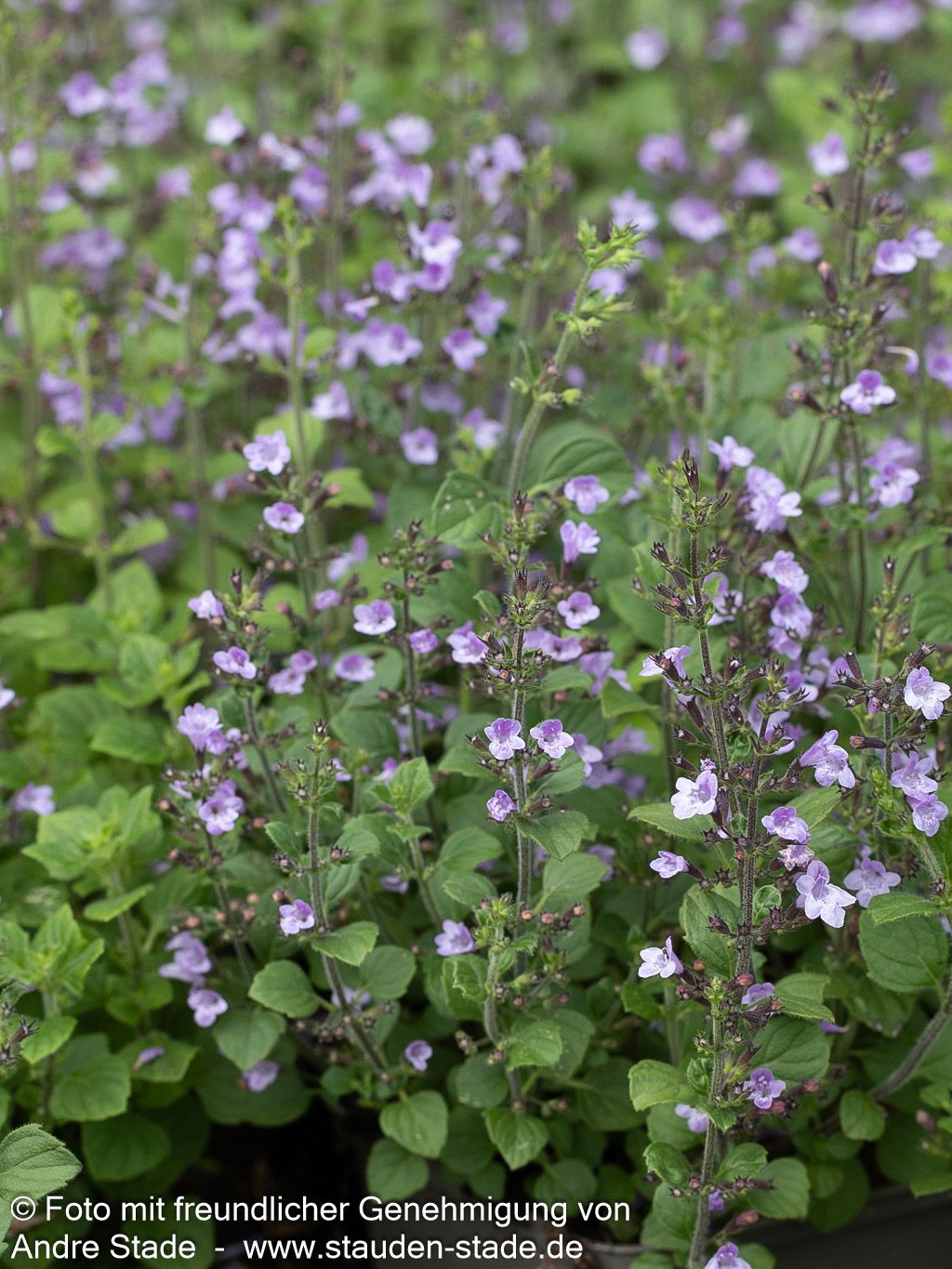 Kleinblütige Bergminze 'Marvelette Blue' (Calamintha nepeta)