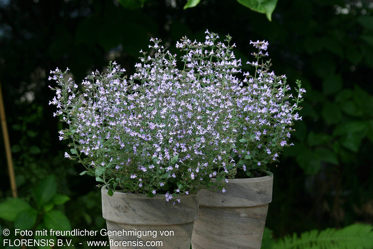 Kleinblütige Bergminze 'Marvelette Blue' (Calamintha nepeta)