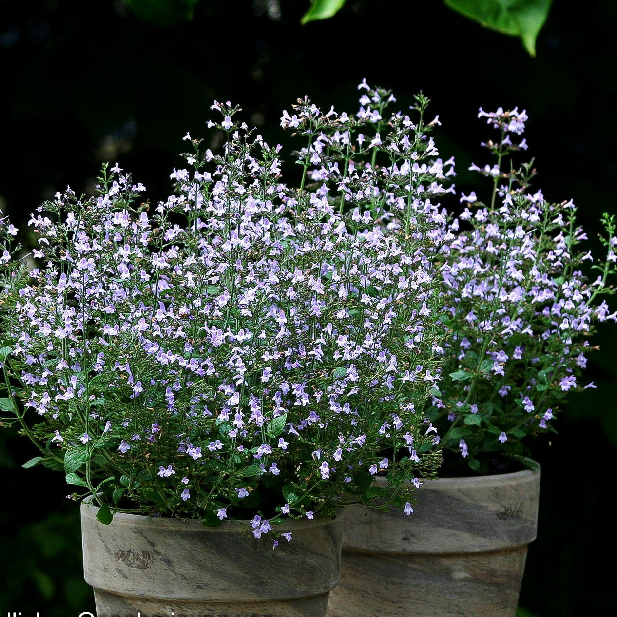 Kleinblütige Bergminze 'Marvelette Blue' (Calamintha nepeta)