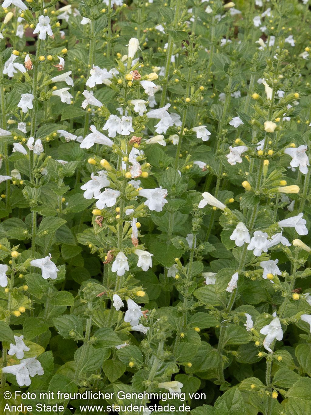 Kleinblütige Bergminze 'Marvelette White' (Calamintha nepeta)