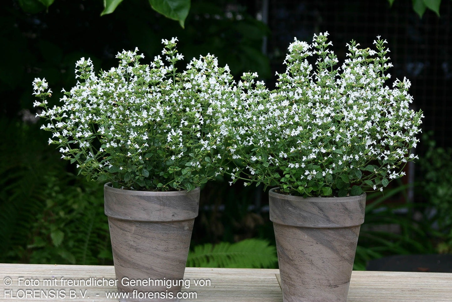 Kleinblütige Bergminze 'Marvelette White' (Calamintha nepeta)