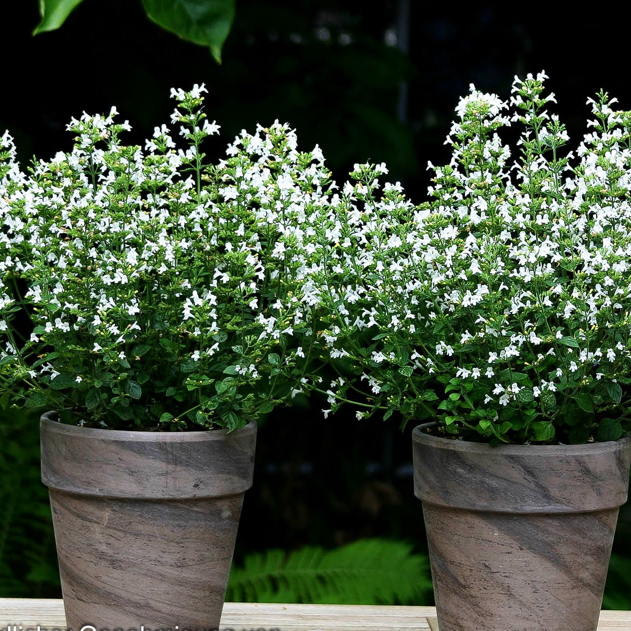 Kleinblütige Bergminze 'Marvelette White' (Calamintha nepeta)