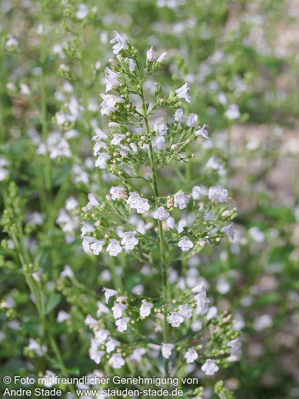 Kleinblütige Bergminze 'Triumphator' (Calamintha nepeta)