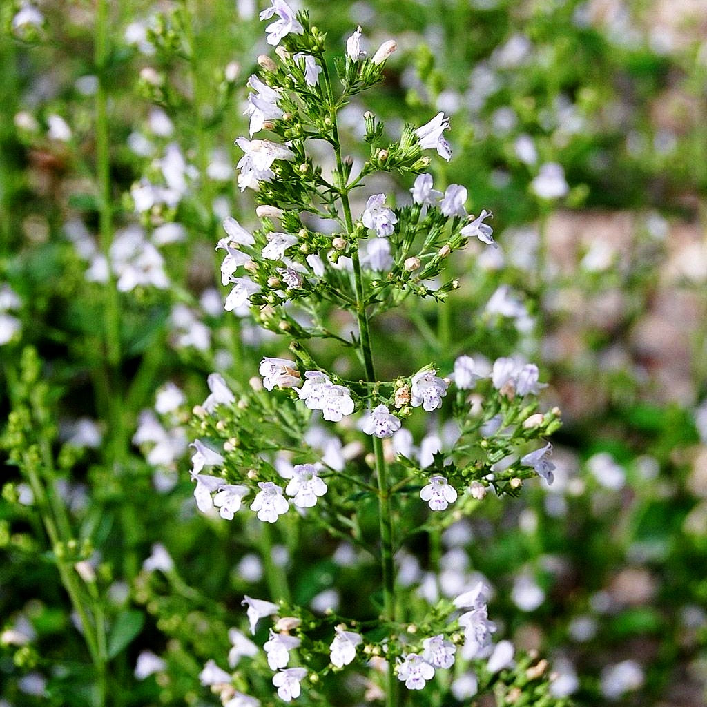 Kleinblütige Bergminze 'Triumphator' (Calamintha nepeta)